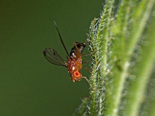 Geomyza sp.